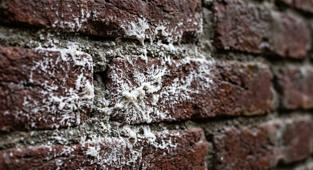 Efflorescence white chalky residue on a Cherry Hill basement wall
