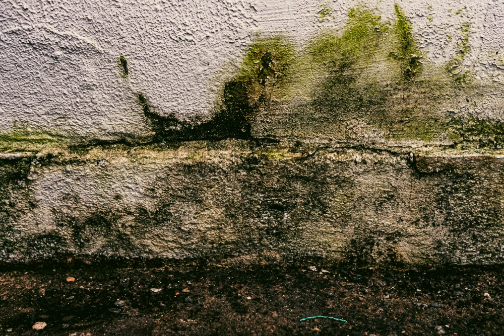 Mold and mildew growth on an exterior foundation wall in a Cherry Hill, NJ home